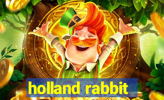 holland rabbit