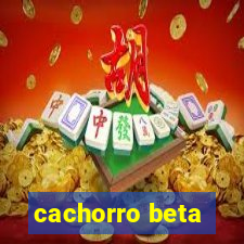 cachorro beta