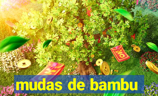 mudas de bambu