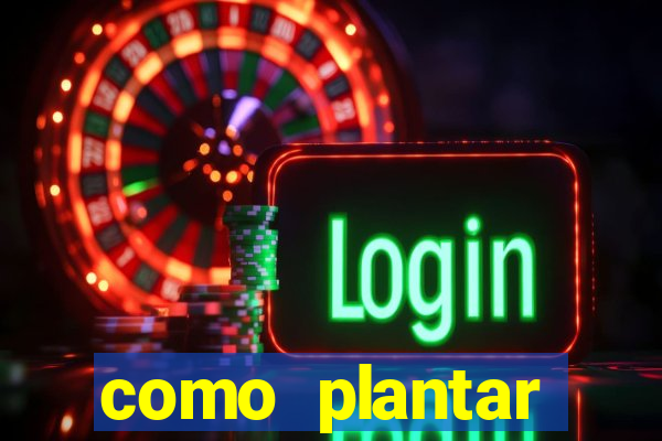 como plantar gergelim no vaso