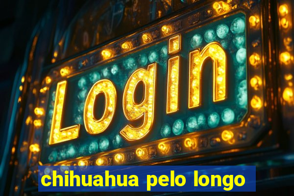 chihuahua pelo longo