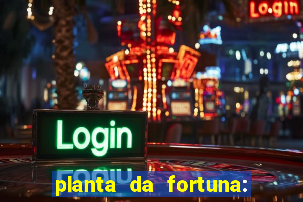 planta da fortuna: como cuidar