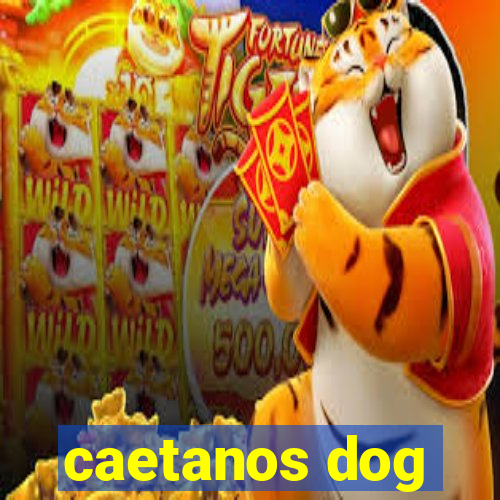 caetanos dog