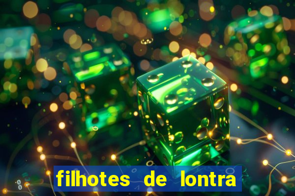 filhotes de lontra para vender