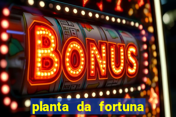 planta da fortuna e felicidade