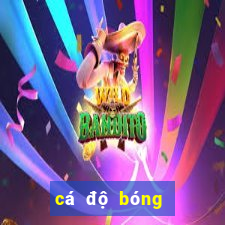 cá độ bóng đá online