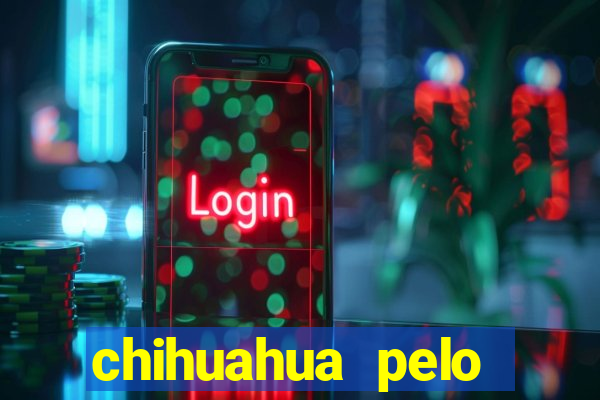 chihuahua pelo longo pre莽o