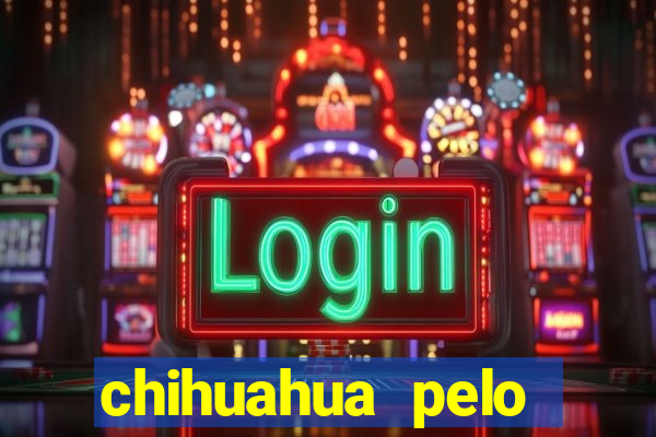 chihuahua pelo longo porto alegre