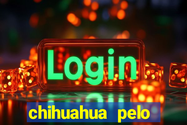 chihuahua pelo longo porto alegre