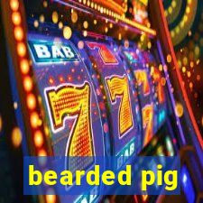 bearded pig