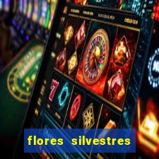 flores silvestres desbravadores desbravadores 25 flores silvestres e seus nomes