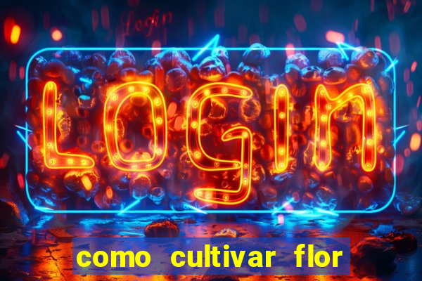 como cultivar flor da fortuna em vasos