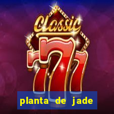 planta de jade significado espiritual