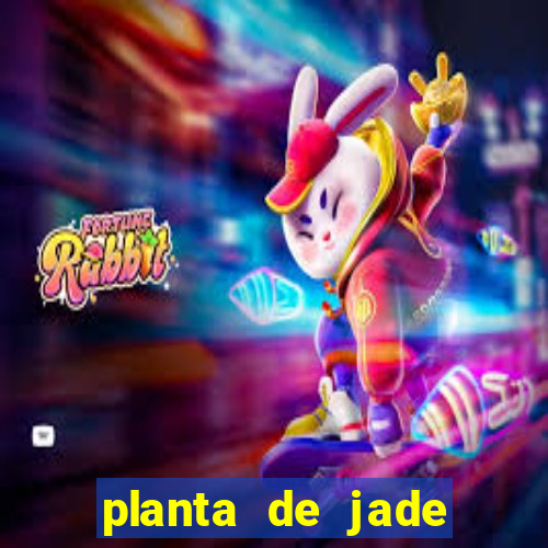 planta de jade significado espiritual