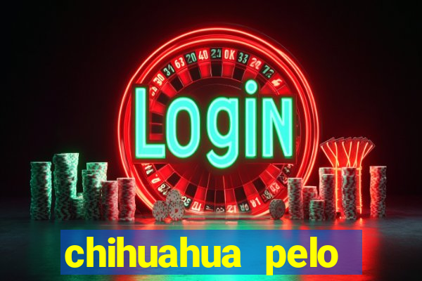 chihuahua pelo longo pre?o