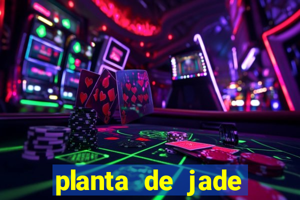 planta de jade significado espiritual